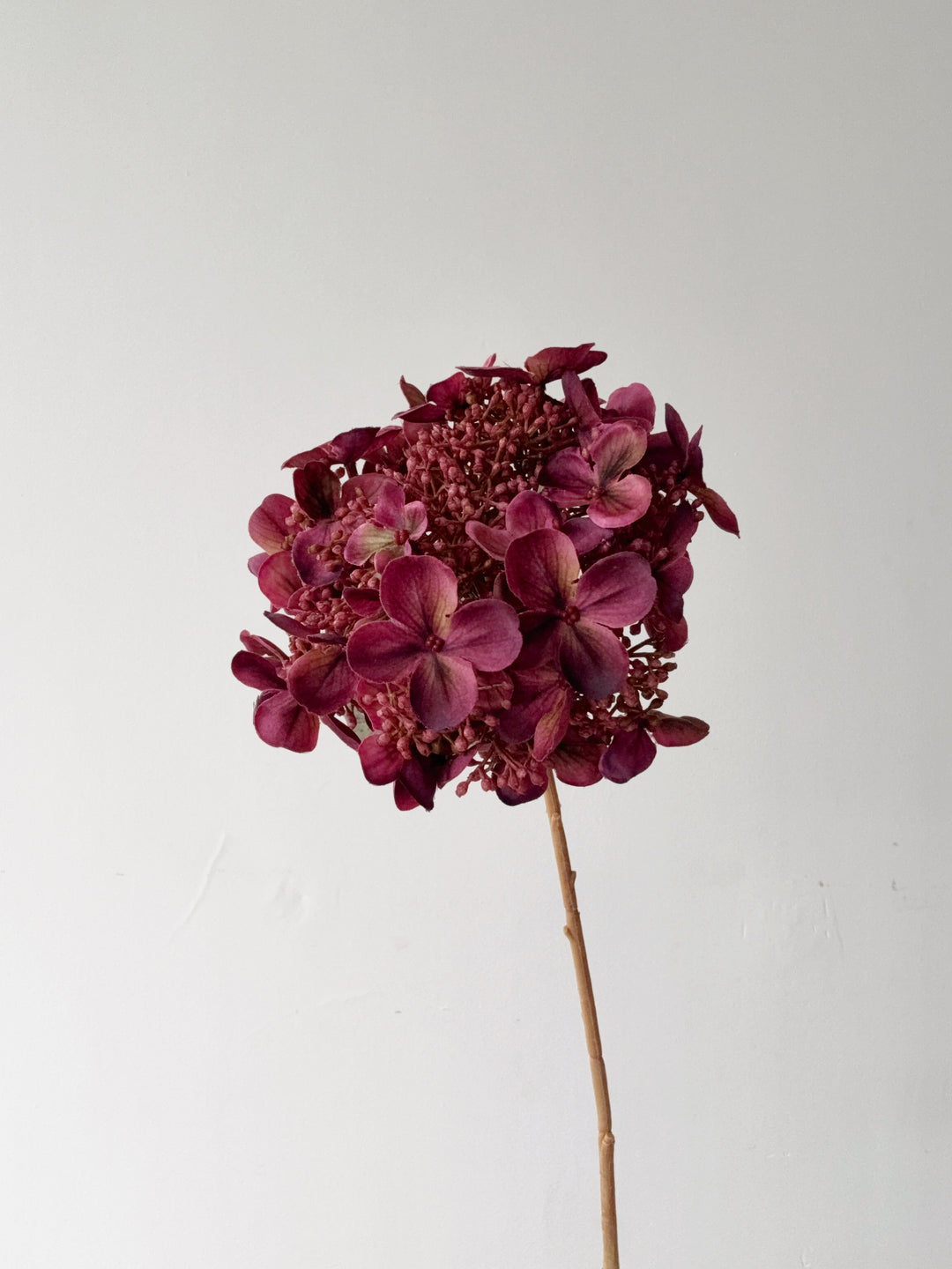 Antique Plum Hydrangea Stem