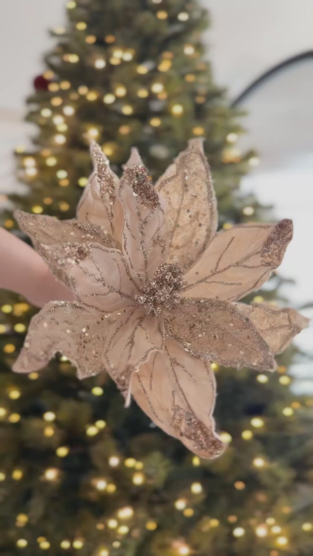 PRE-ORDER (19-23 Oct): Champagne Shimmer Faux Poinsettia