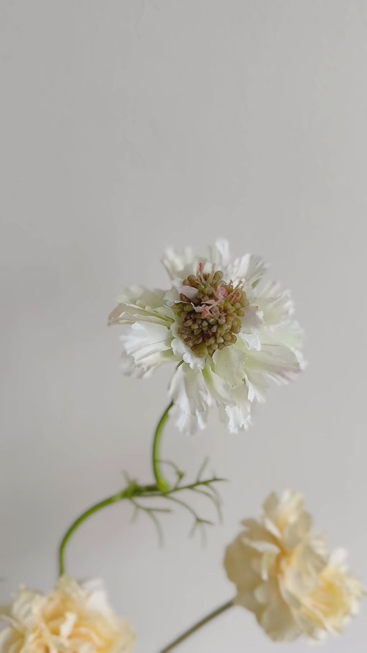 Butterblush Garden Bloom in the Pot (1-sided)
