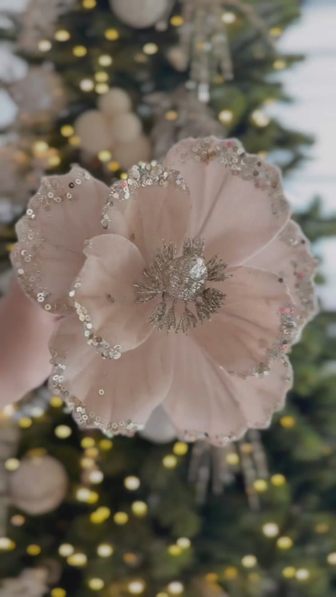 Champagne Blush Velvet Poinsettia