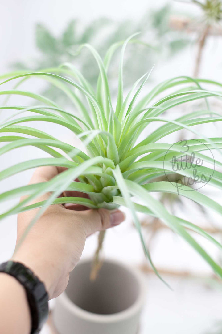 Faux Air Plants, Decor, 3littlepicks - 3LittlePicks