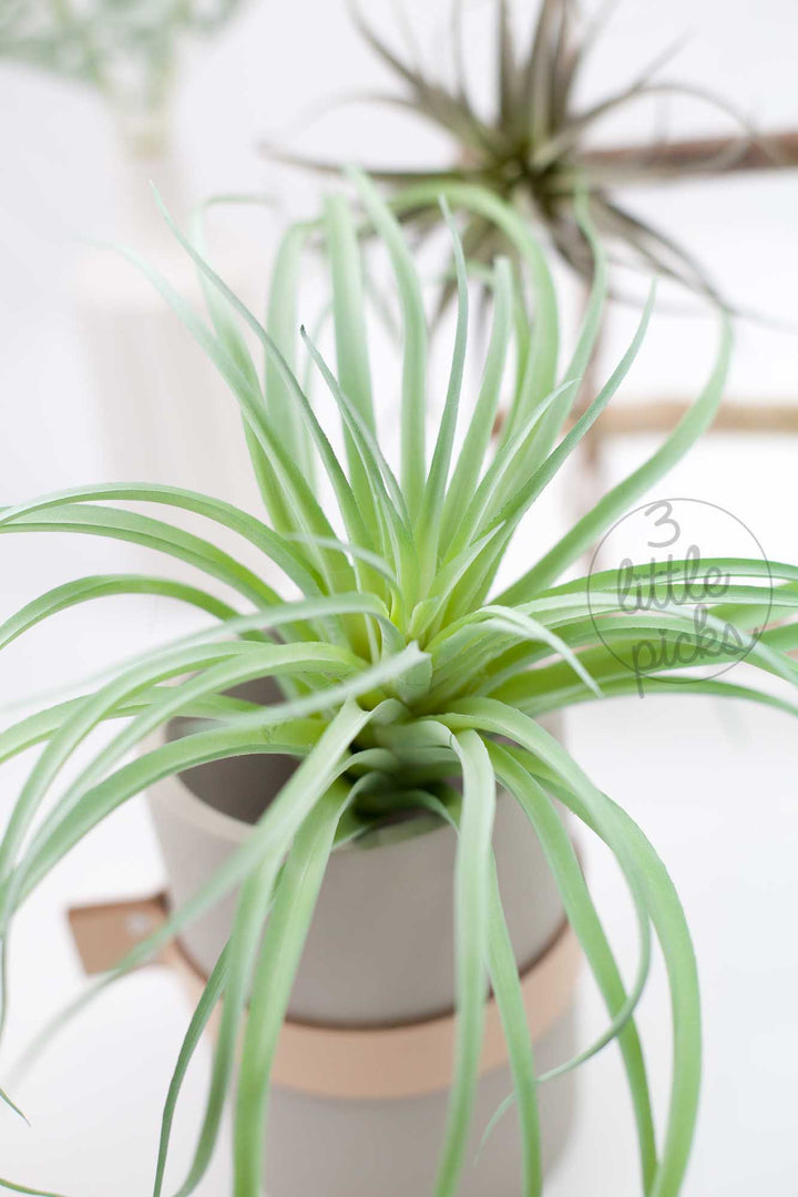 Faux Air Plants, Decor, 3littlepicks - 3LittlePicks