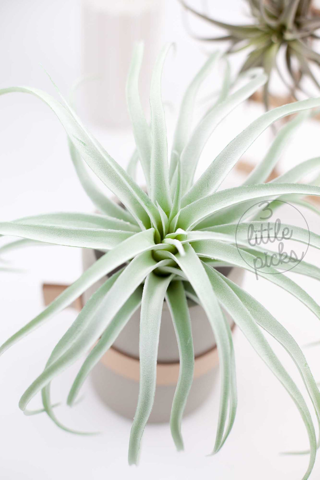 Faux Air Plants, Decor, 3littlepicks - 3LittlePicks