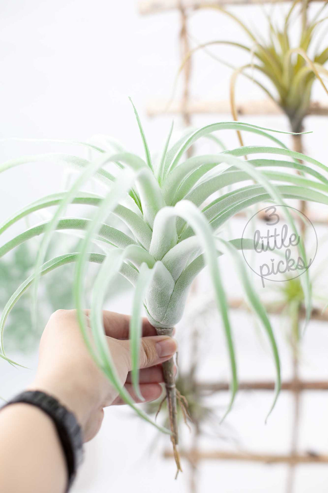 Faux Air Plants, Decor, 3littlepicks - 3LittlePicks