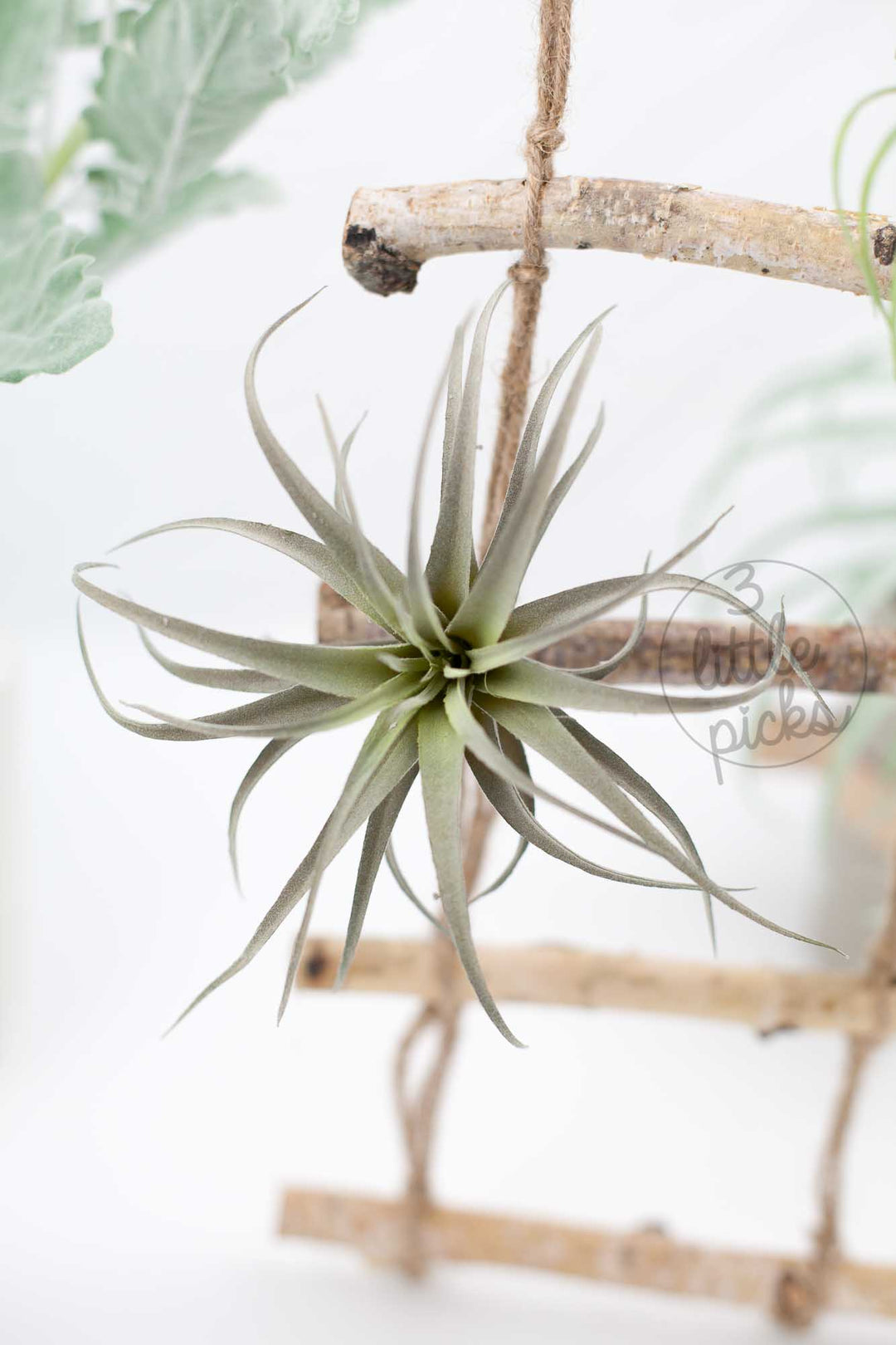 Faux Air Plants, Decor, 3littlepicks - 3LittlePicks