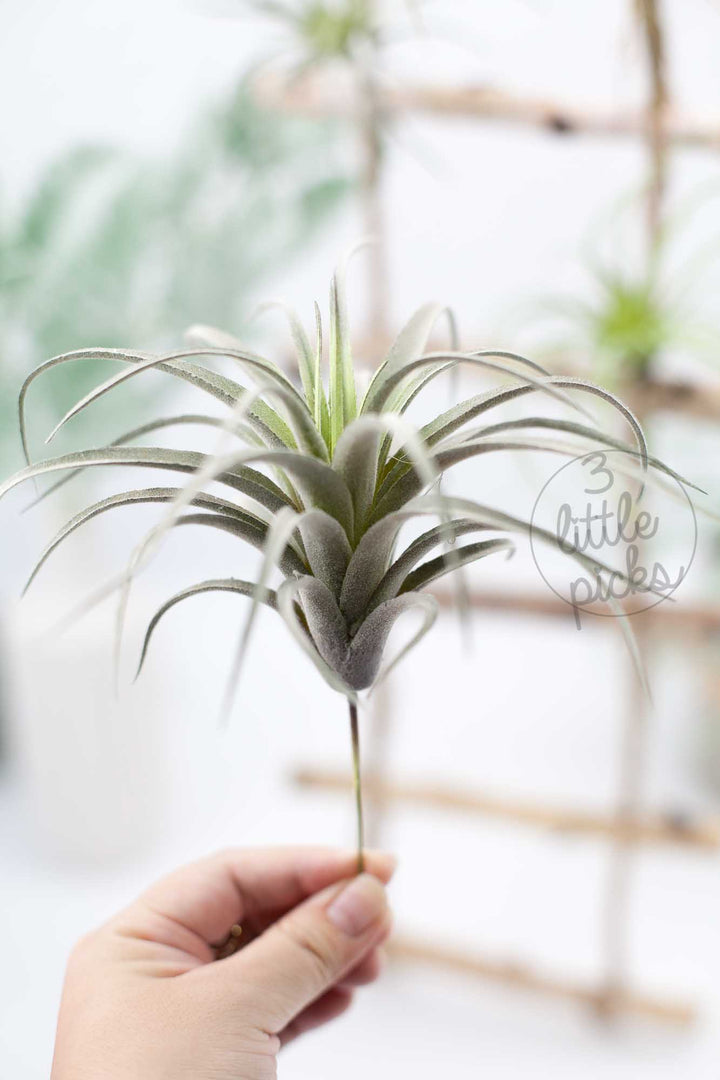 Faux Air Plants, Decor, 3littlepicks - 3LittlePicks