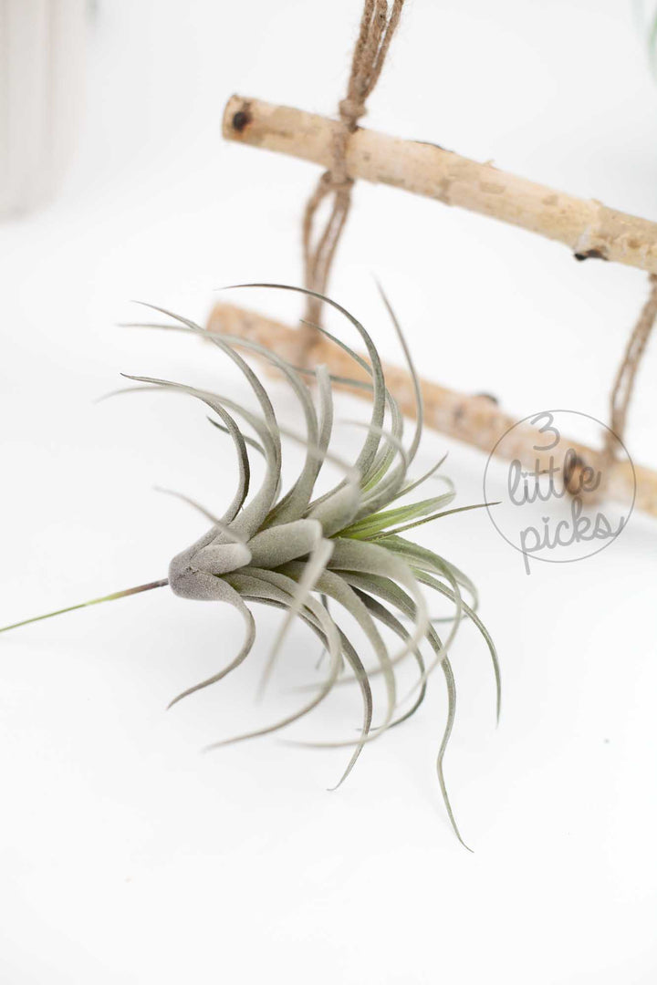 Faux Air Plants, Decor, 3littlepicks - 3LittlePicks