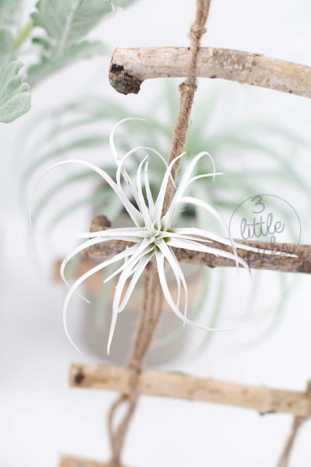 Faux Air Plants, Decor, 3littlepicks - 3LittlePicks