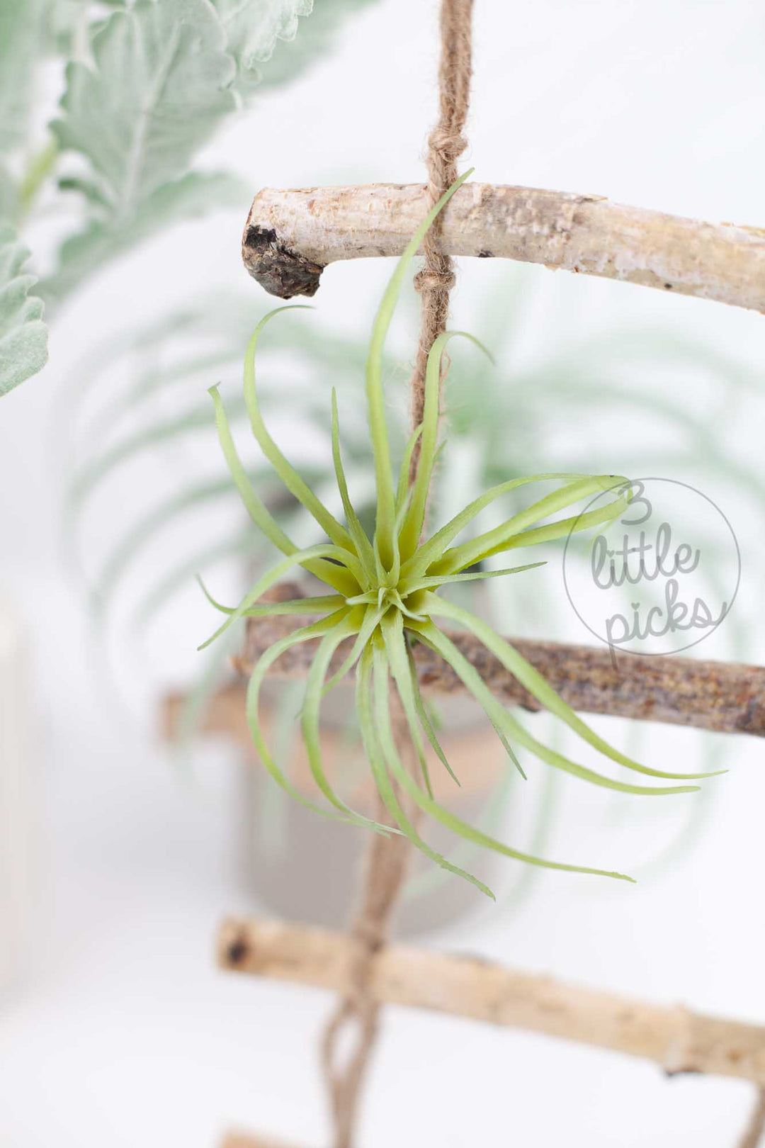 Faux Air Plants, Decor, 3littlepicks - 3LittlePicks