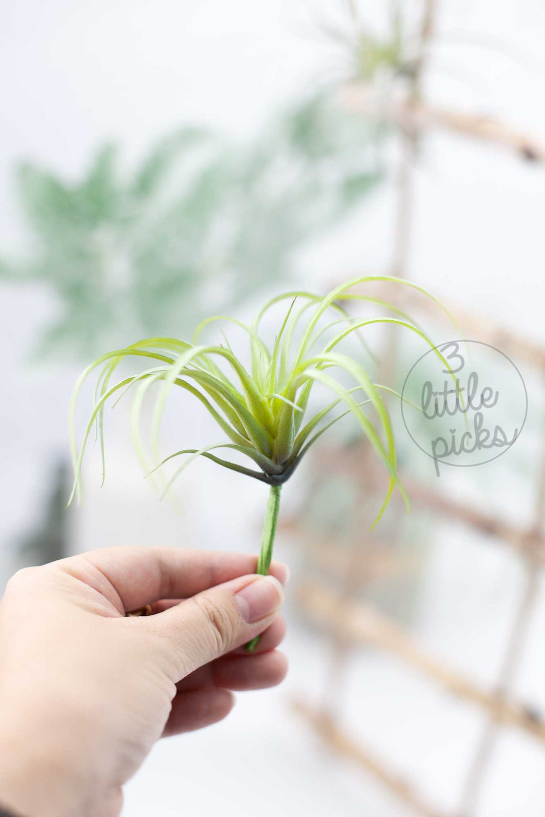 Faux Air Plants, Decor, 3littlepicks - 3LittlePicks