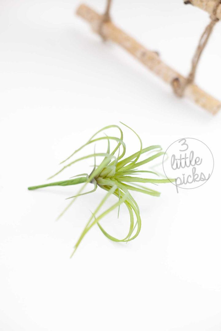 Faux Air Plants, Decor, 3littlepicks - 3LittlePicks