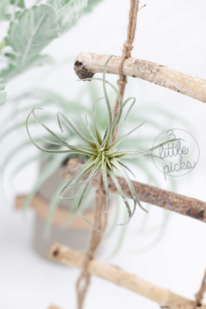 Faux Air Plants, Decor, 3littlepicks - 3LittlePicks