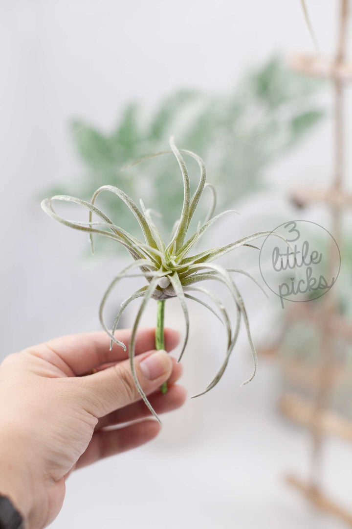 Faux Air Plants, Decor, 3littlepicks - 3LittlePicks