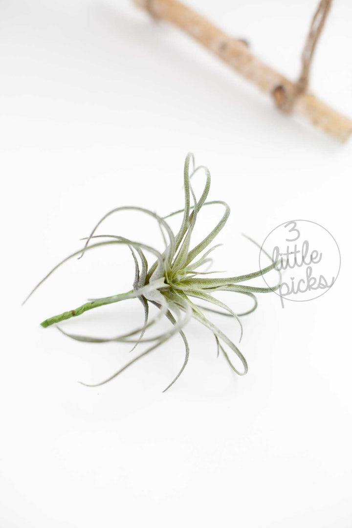 Faux Air Plants, Decor, 3littlepicks - 3LittlePicks