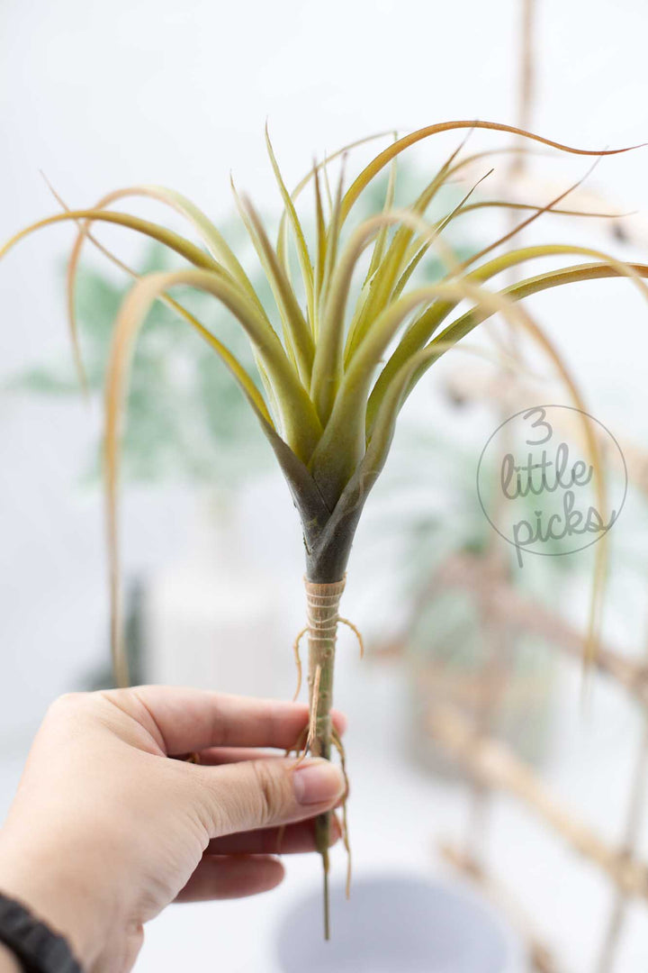 Faux Air Plants, Decor, 3littlepicks - 3LittlePicks