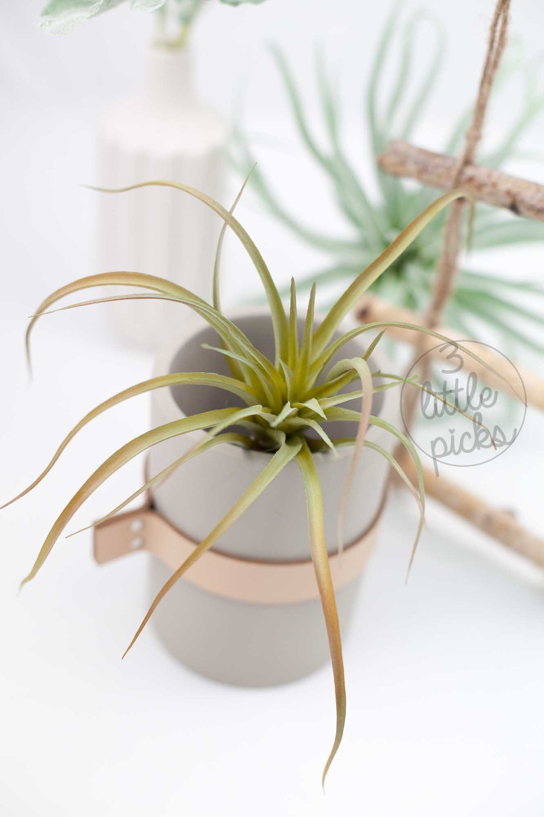 Faux Air Plants, Decor, 3littlepicks - 3LittlePicks