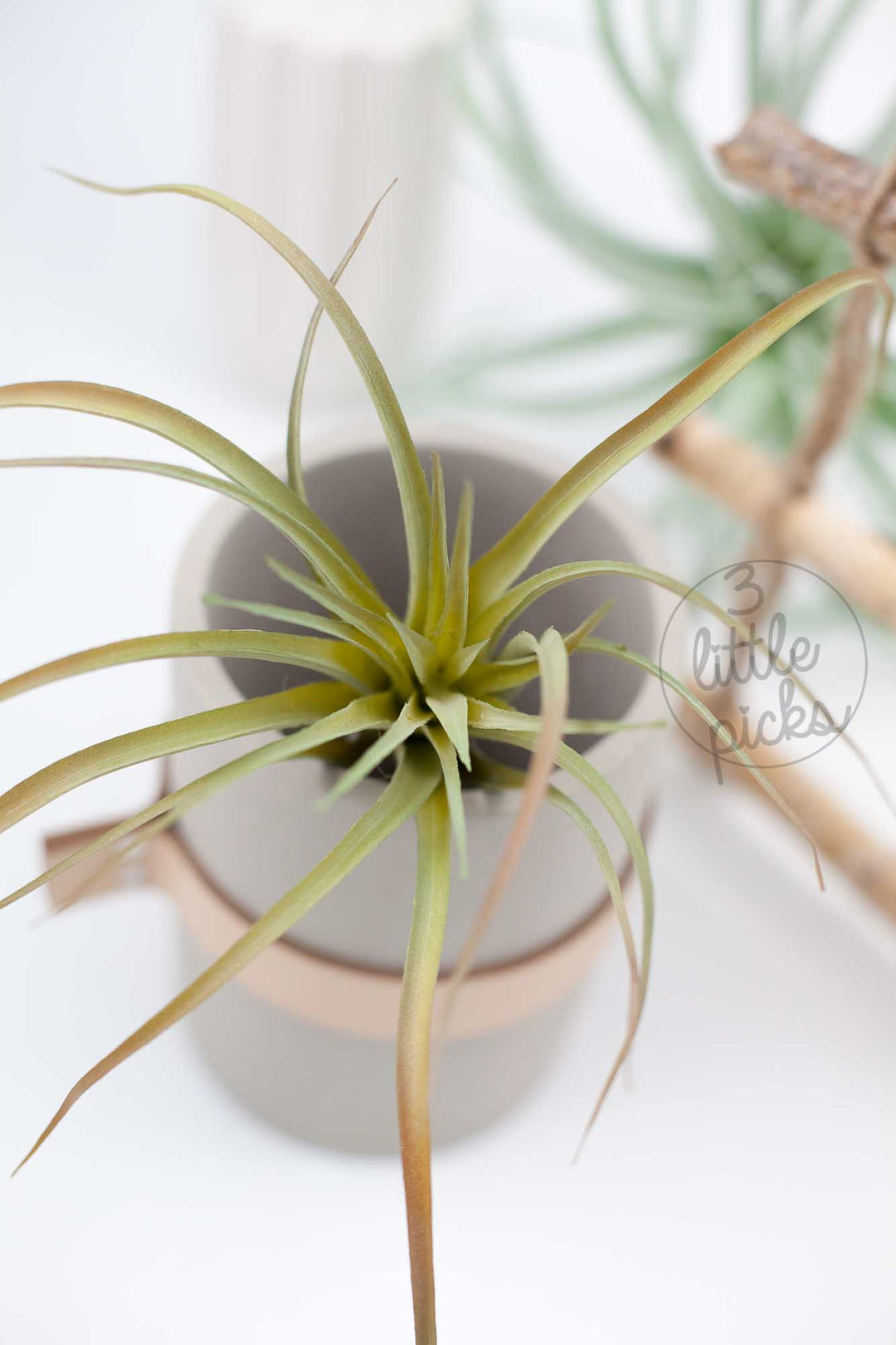 Faux Air Plants, Decor, 3littlepicks - 3LittlePicks