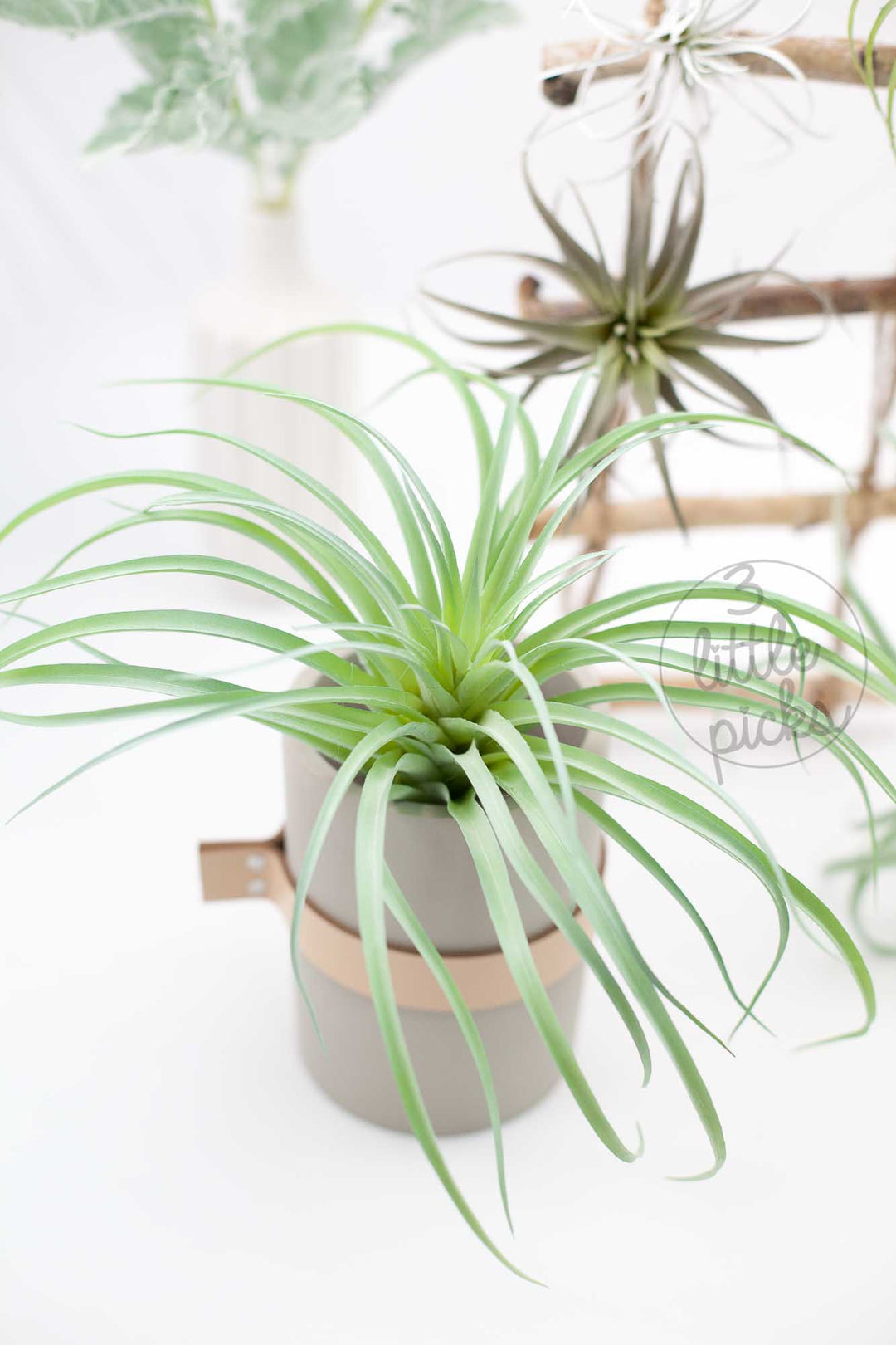 Faux Air Plants, Decor, 3littlepicks - 3LittlePicks