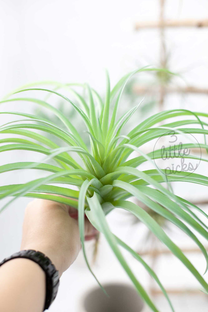 Faux Air Plants, Decor, 3littlepicks - 3LittlePicks