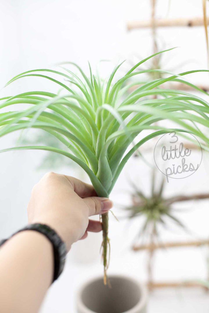 Faux Air Plants, Decor, 3littlepicks - 3LittlePicks