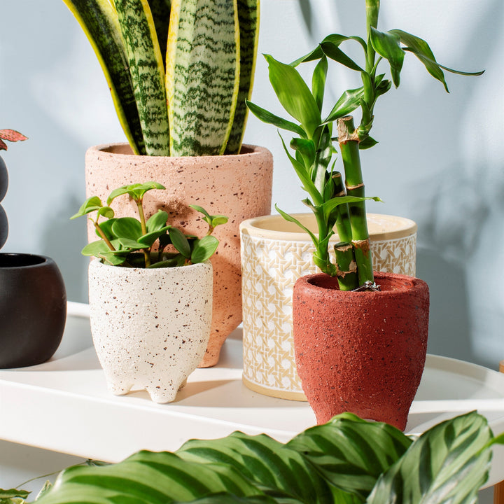 Speckled Leggy Medium Planter