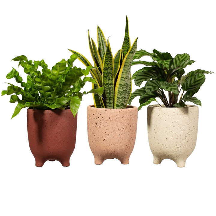 Speckled Leggy Medium Planter