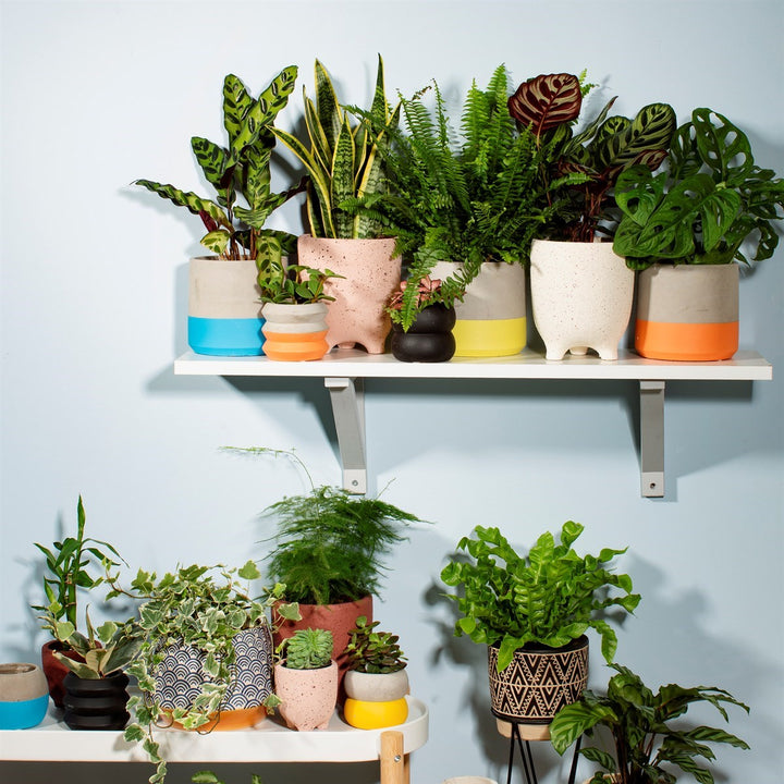 Speckled Leggy Medium Planter