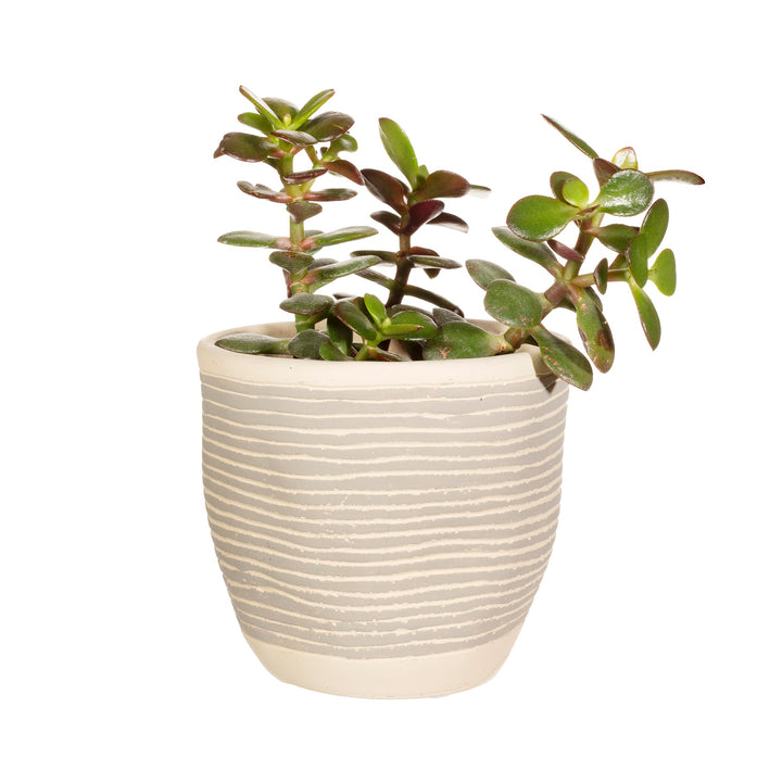 Grey Stripe Cement Planter