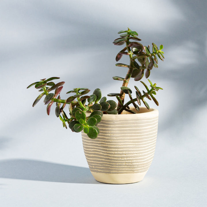 Grey Stripe Cement Planter