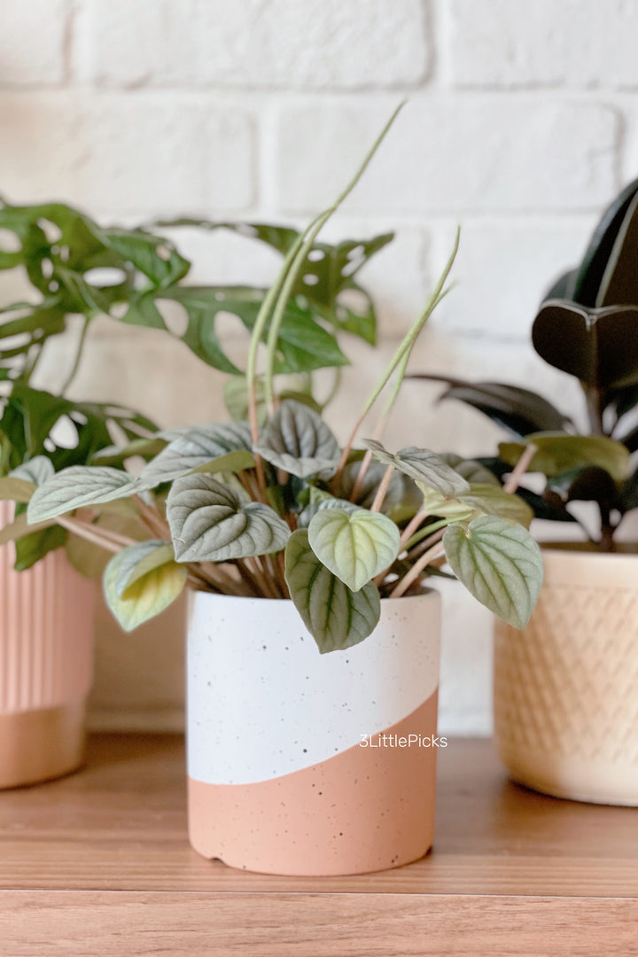 Dual Tone Speckled Flowerpot