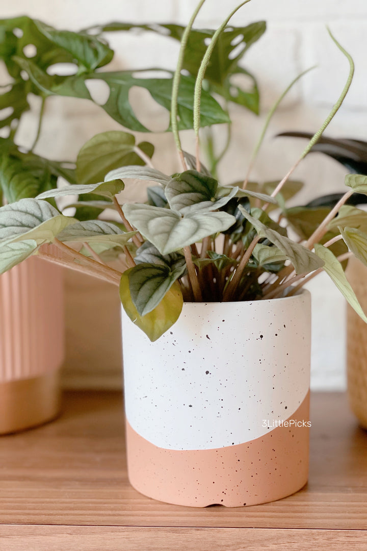 Dual Tone Speckled Flowerpot