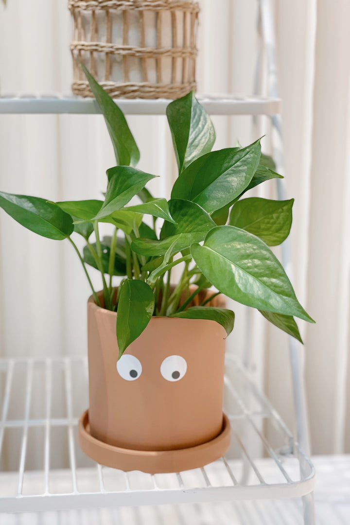 Funny Eyes Small Planter with Saucer Brown
