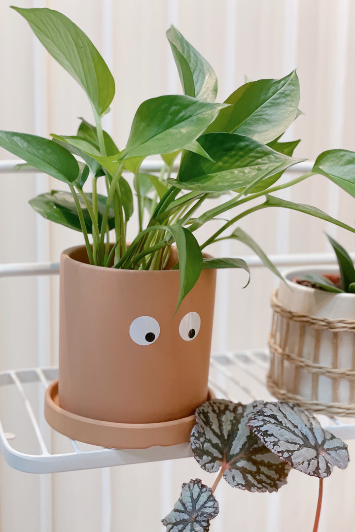 Funny Eyes Small Planter with Saucer Brown