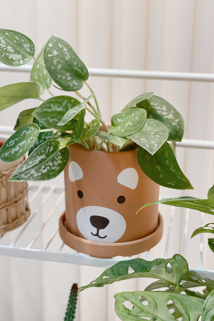 Brown Bear Planter with Saucer