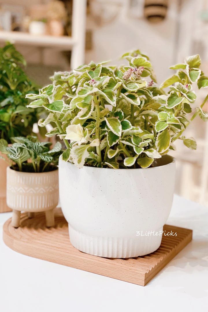 Speckled Medium Flowerpots