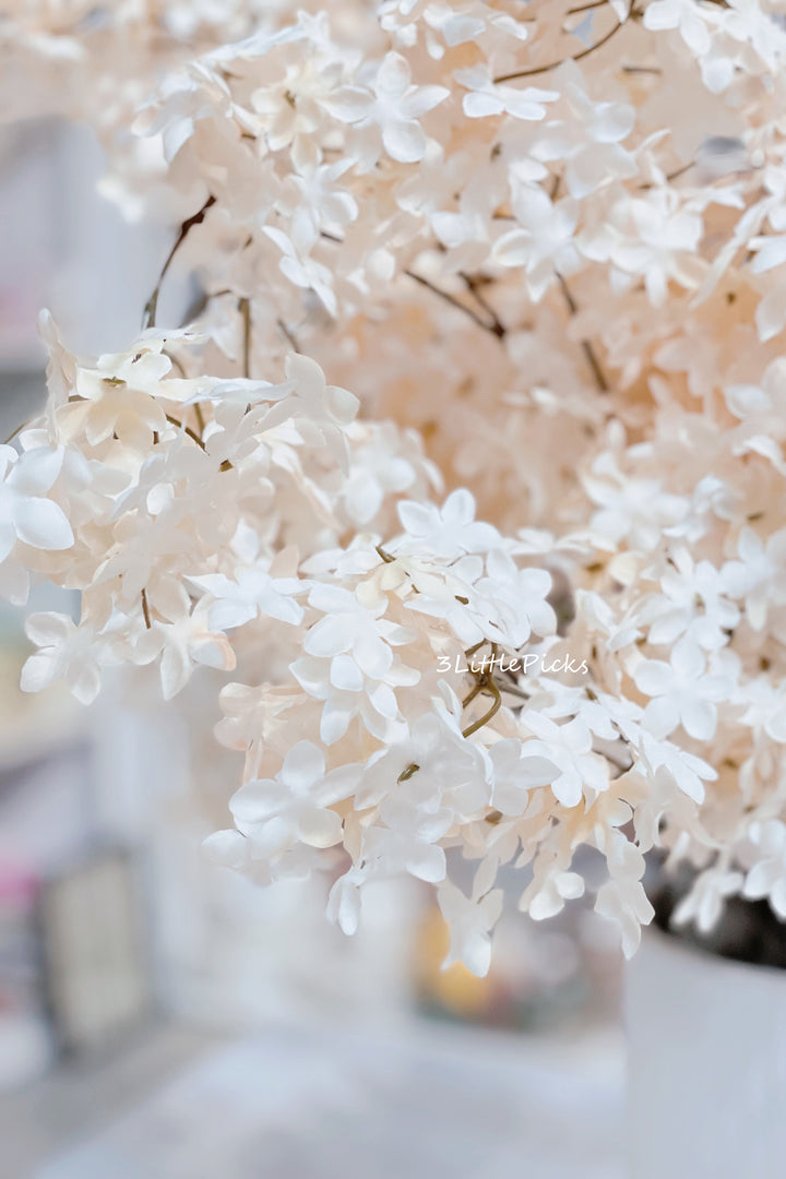 Apricot and Cream Syringa