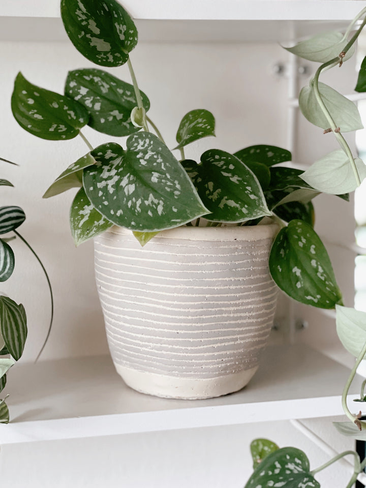 Grey Stripe Cement Planter